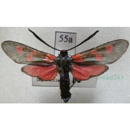 Zygaena trifolii (Esper, 1783) Kraśnik pięcioplamek Czech55a